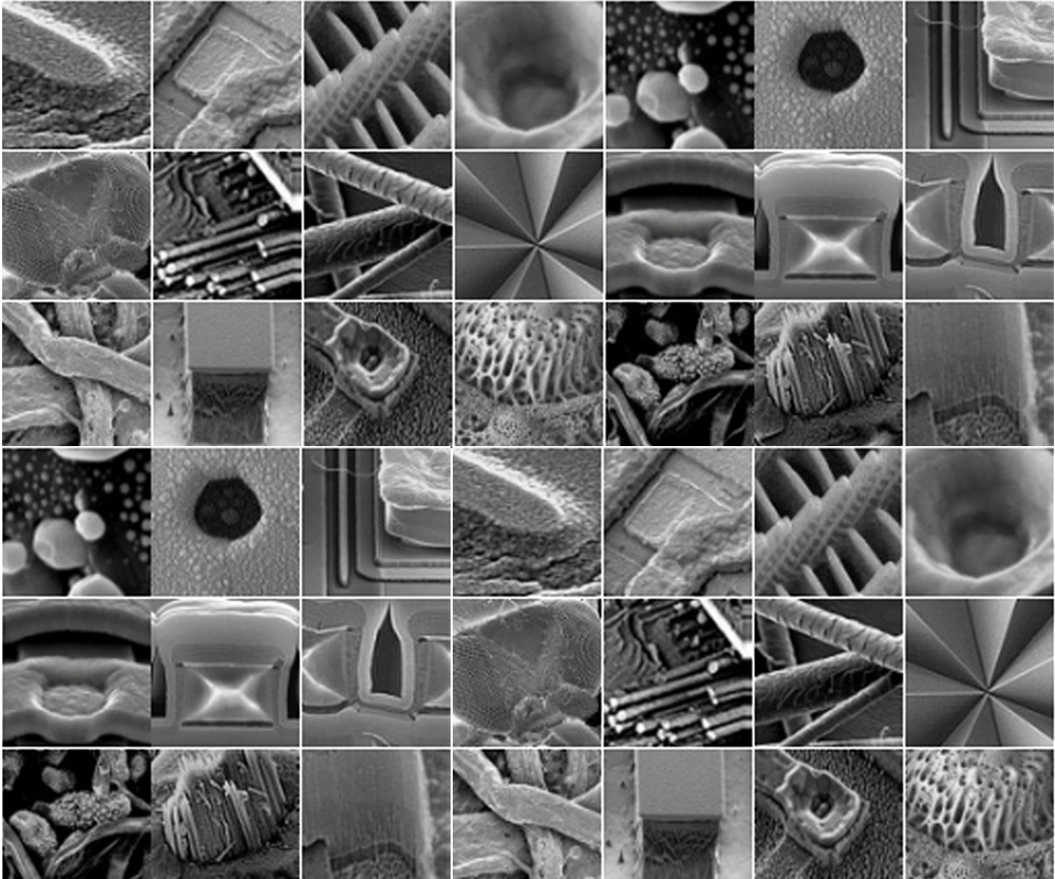 scanning electron microscopy